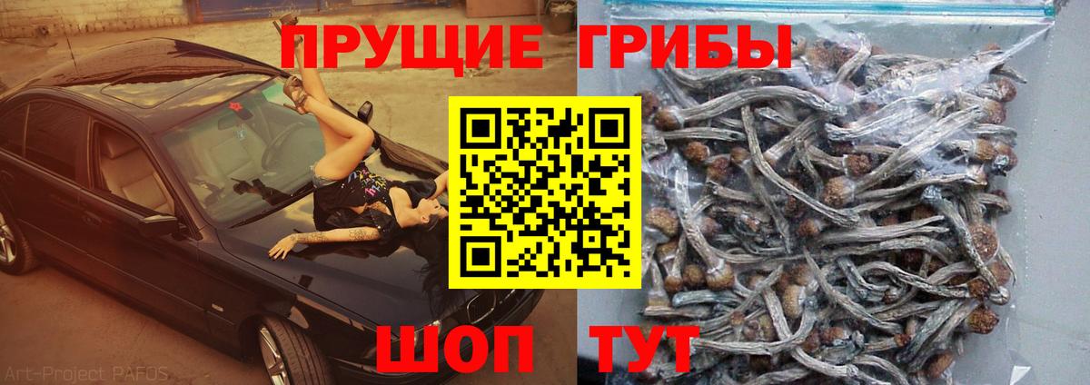 Элиста  Псилоцибиновые грибы MAGIC MUSHROOMS  Галлюциногенные грибы Psilocybe  Вход с VPN 